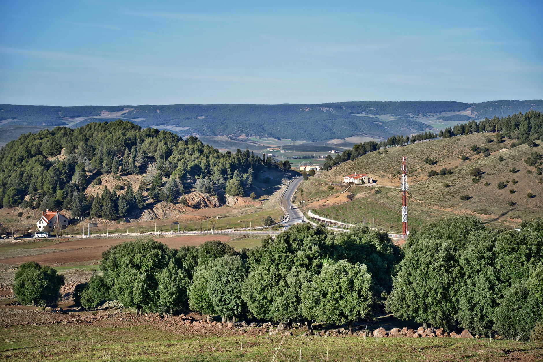 Morocco — Cedar forest Azrou immersion